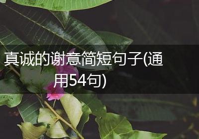 真诚的谢意简短句子(通用54句)