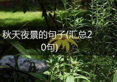 秋天夜景的句子(汇总20句)