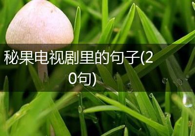 秘果电视剧里的句子(20句)