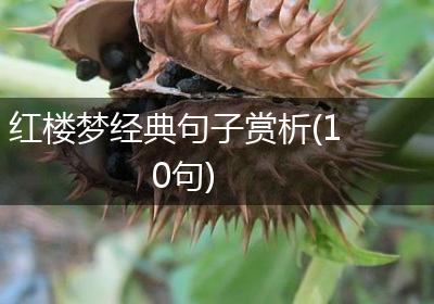红楼梦经典句子赏析(10句)
