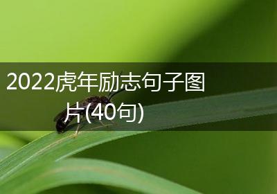 2022虎年励志句子图片(40句)