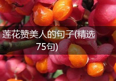 莲花赞美人的句子(精选75句)
