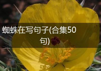 蜘蛛在写句子(合集50句)