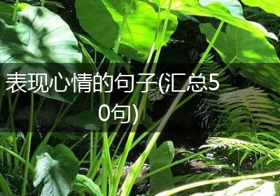 表现心情的句子(汇总50句)