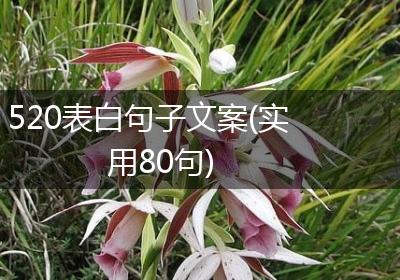 520表白句子文案(实用80句)