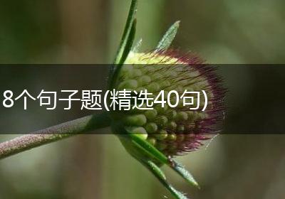 8个句子题(精选40句)