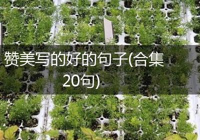 赞美写的好的句子(合集20句)