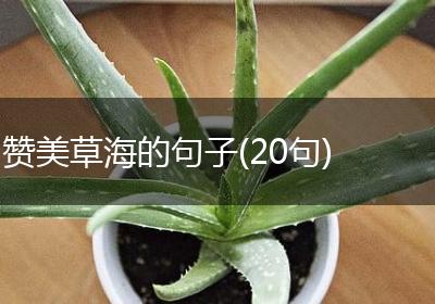 赞美草海的句子(20句)