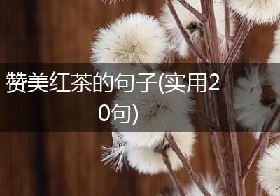 赞美红茶的句子(实用20句)