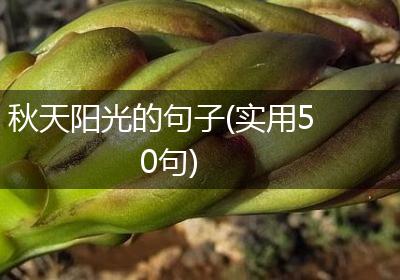 秋天阳光的句子(实用50句)