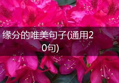 缘分的唯美句子(通用20句)