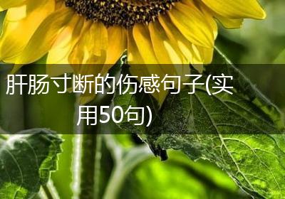 肝肠寸断的伤感句子(实用50句)