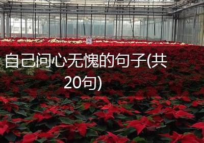 自己问心无愧的句子(共20句)