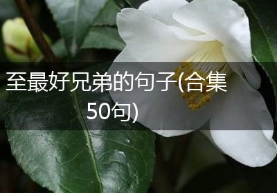 至最好兄弟的句子(合集50句)