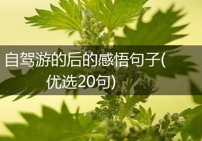 自驾游的后的感悟句子(优选20句)