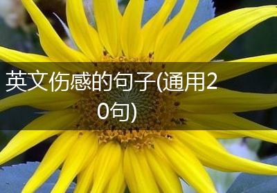 英文伤感的句子(通用20句)