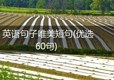 英语句子唯美短句(优选60句)