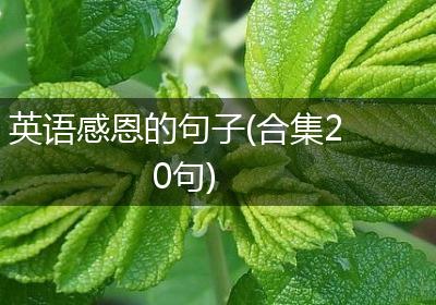 英语感恩的句子(合集20句)