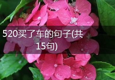 520买了车的句子(共15句)