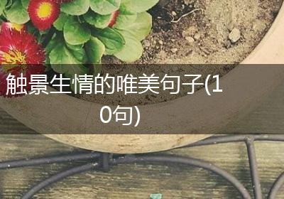 触景生情的唯美句子(10句)