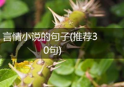 言情小说的句子(推荐30句)