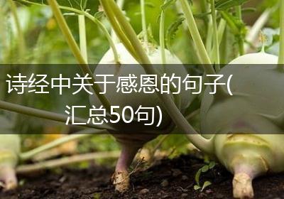 诗经中关于感恩的句子(汇总50句)