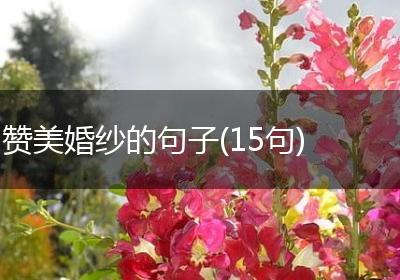 赞美婚纱的句子(15句)