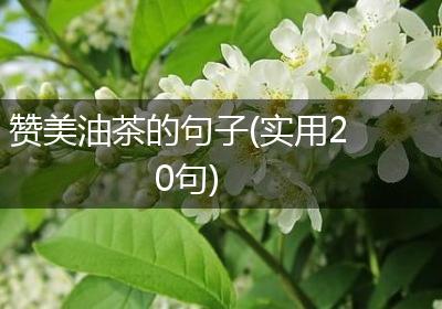 赞美油茶的句子(实用20句)