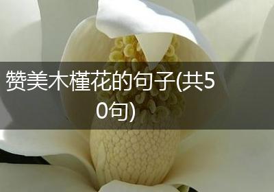 赞美木槿花的句子(共50句)