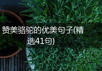 赞美骆驼的优美句子(精选41句)