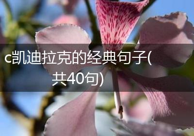 c凯迪拉克的经典句子(共40句)