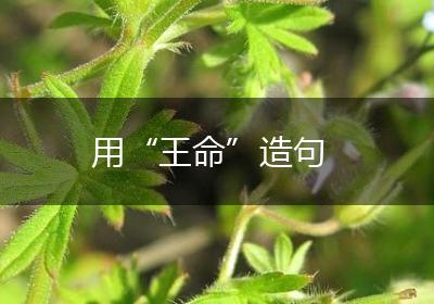 用“王命”造句