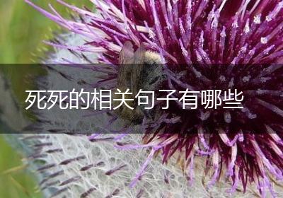 死死的相关句子有哪些
