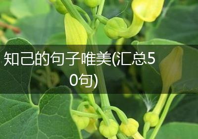 知己的句子唯美(汇总50句)