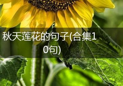 秋天莲花的句子(合集10句)