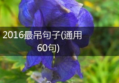 2016最吊句子(通用60句)