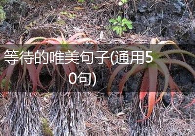 等待的唯美句子(通用50句)