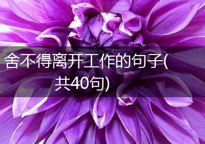 舍不得离开工作的句子(共40句)