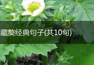 藏獒经典句子(共10句)