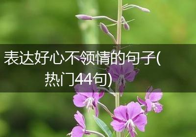 表达好心不领情的句子(热门44句)