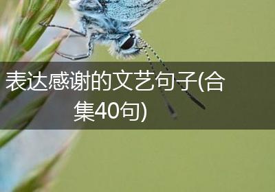 表达感谢的文艺句子(合集40句)
