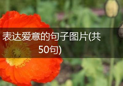 表达爱意的句子图片(共50句)