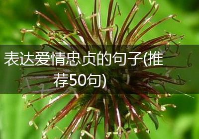 表达爱情忠贞的句子(推荐50句)