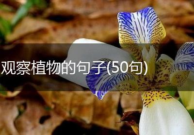 观察植物的句子(50句)
