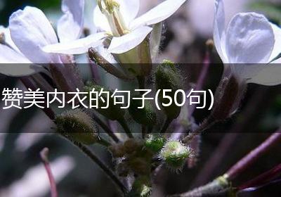 赞美内衣的句子(50句)