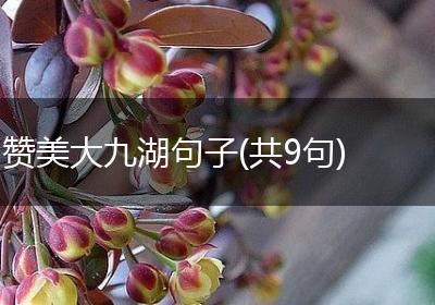 赞美大九湖句子(共9句)