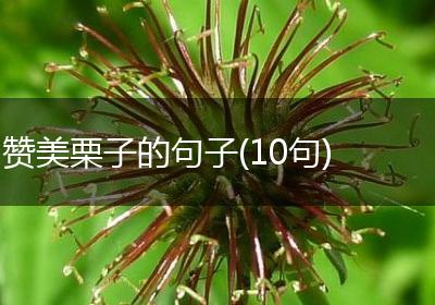 赞美栗子的句子(10句)