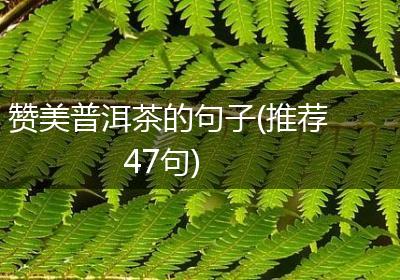 赞美普洱茶的句子(推荐47句)