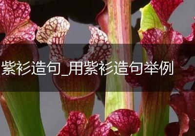 紫衫造句_用紫衫造句举例