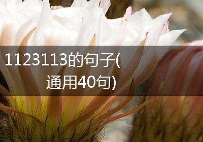 1123113的句子(通用40句)